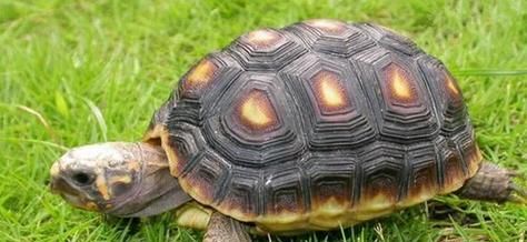 樱桃红腿陆龟的饲养全指南(科学饲养樱桃红腿陆龟,让它健康成长)