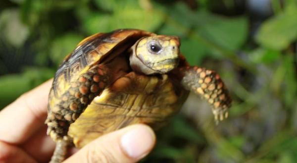 哥伦比亚红腿陆龟饲养指南(全面了解哥伦比亚红腿陆龟的饲养要点)