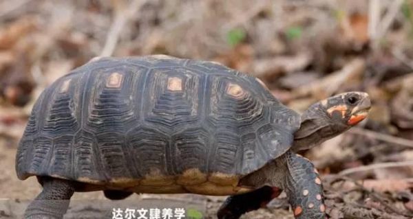 哥伦比亚红腿陆龟饲养指南(全面了解哥伦比亚红腿陆龟的饲养要点)