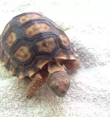 埃及陆龟的饲养全指南(从初入门到高级技巧,让你成为优秀的埃及陆龟饲养者)