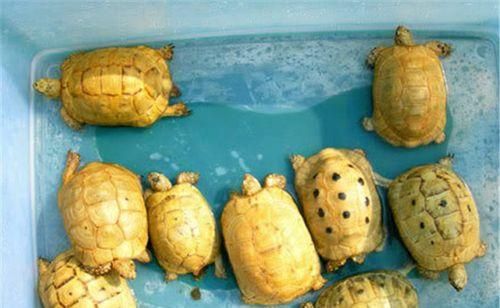 埃及陆龟的饲养全指南(从初入门到高级技巧,让你成为优秀的埃及陆龟饲养者)