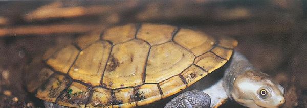 埃及陆龟的饲养全指南(从初入门到高级技巧,让你成为优秀的埃及陆龟饲养者)