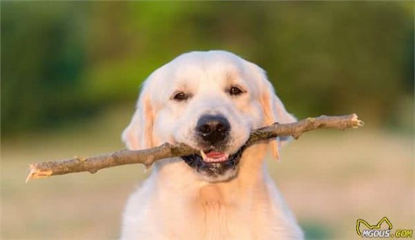 狗狗口腔保护五重奏