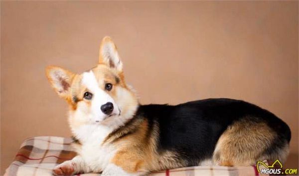 狗狗口腔保护五重奏