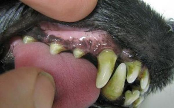 狗狗牙周炎全面解析(预防、诊断和治疗,让你的宠物远离疼痛)