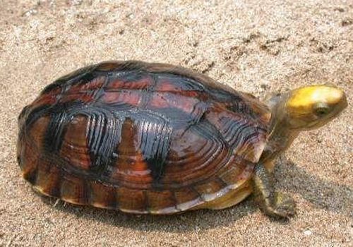 如何提高雄龟的繁殖性能