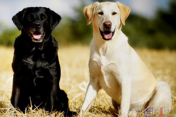 拉布拉多猎犬
