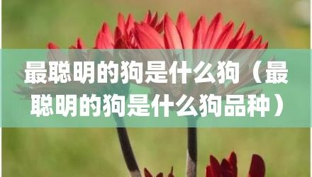 最聪明的狗是什么狗(最聪明的狗是什么狗品种)