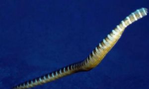 贝尔彻海蛇可以当宠物吗?你怕是不要命了!