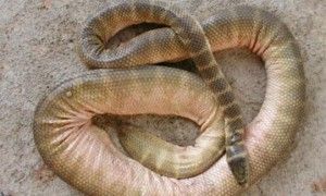 具有强烈毒性的贝尔彻海蛇,快来认识一下