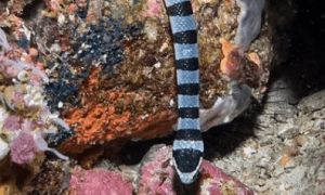 万物系列之贝尔彻海蛇