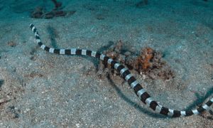 贝尔彻海蛇吃什么 贝尔彻海蛇饮食注意事项