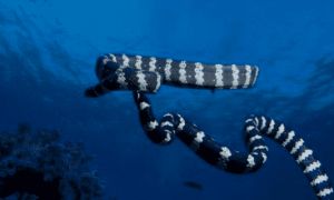 贝尔彻海蛇有毒吗 它是毒性最强的蛇类之一