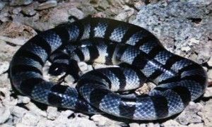 贝尔彻海蛇有毒吗 它是毒性最强的蛇类之一