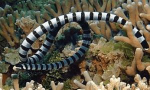 贝尔彻海蛇有毒吗