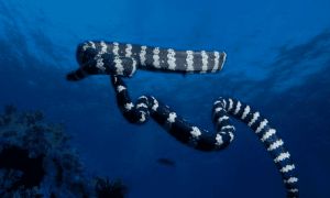 贝尔彻海蛇怎么养?性情温顺喜欢食鱼!