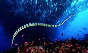 贝尔彻海蛇会攻击人吗