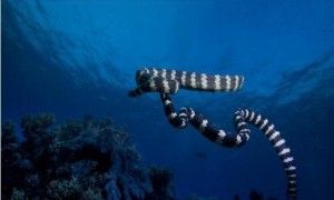 贝尔彻海蛇的功效与作用