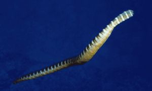 贝尔彻海蛇可以家养吗