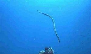 贝尔彻海蛇最大有多少斤