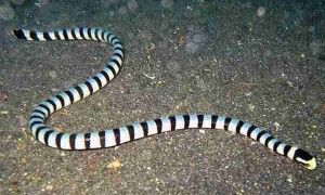 被贝尔彻海蛇咬了有救吗