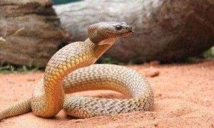 贝尔彻海蛇长什么样子