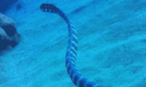 贝尔彻海蛇有毒吗