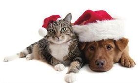 怎么给猫做宠物狗粮盒呢