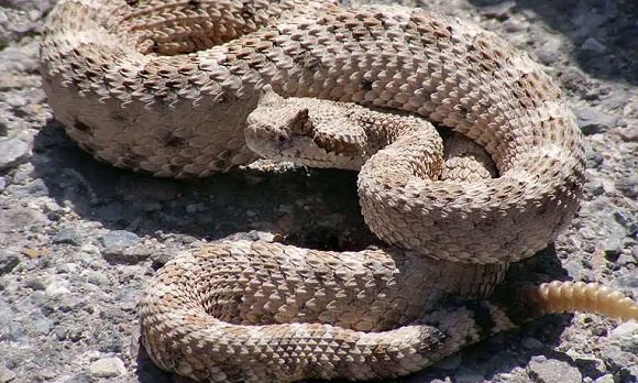 四个方面,带你认识响尾蛇!