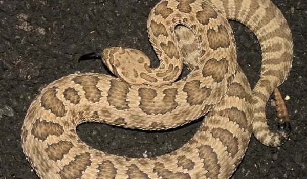 四个方面,带你认识响尾蛇!