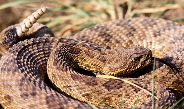 四个方面,带你认识响尾蛇!