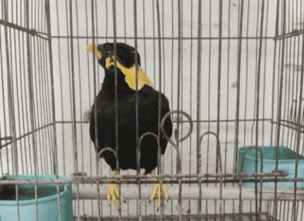 小鸡饲料喂鸟到底好不好