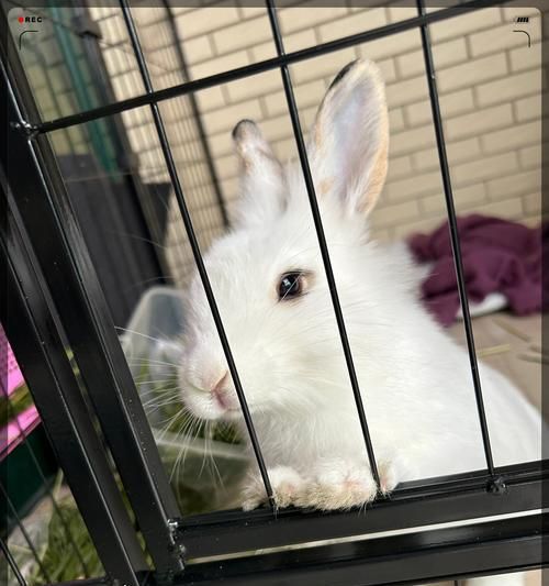 兔子的食物与饮食习惯(兔子的食谱与膳食需求)