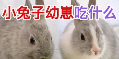 兔子的食物与饮食习惯(兔子的食谱与膳食需求)