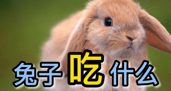 兔子的食物与饮食习惯(兔子的食谱与膳食需求)