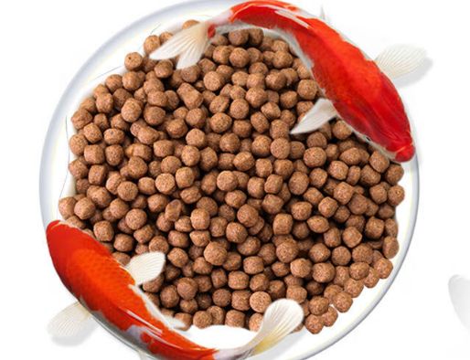 鱼饲料:水族世界的能量之源