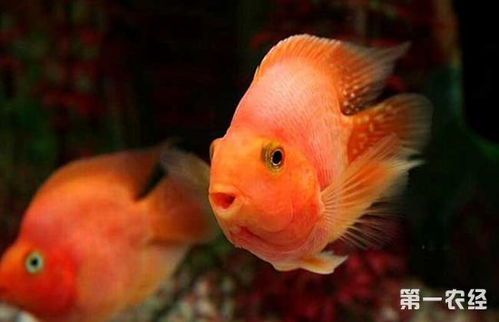 如何养鹦鹉鱼使其更红艳?