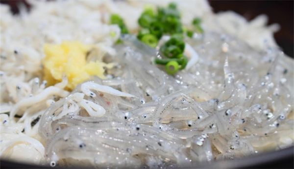 银鱼怎么养 放在鱼缸可以养活吗