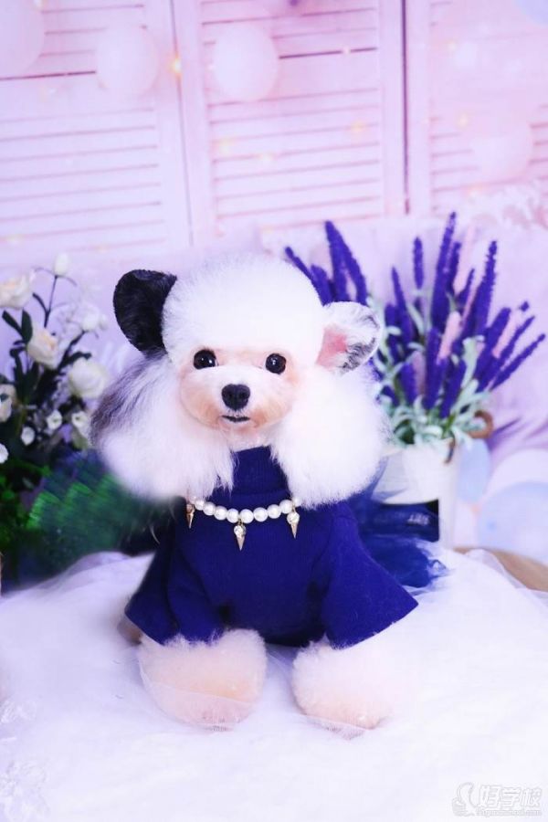 B级萌宠创意造型