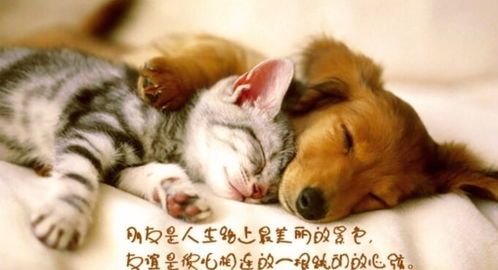 狗被打后叫:探究宠物心理反应