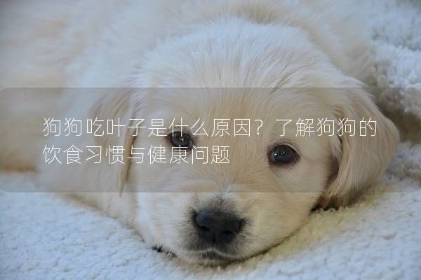 狗狗吃叶子是什么原因?了解狗狗的饮食习惯与健康问题