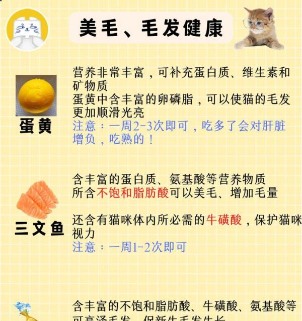 20天小猫的饮食需求和建议(宝宝猫咪的健康成长全靠良好饮食)