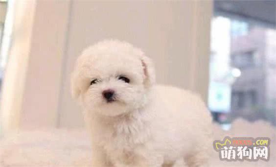 狗狗的日常护理 狗狗的生活日常护理应该怎么做?