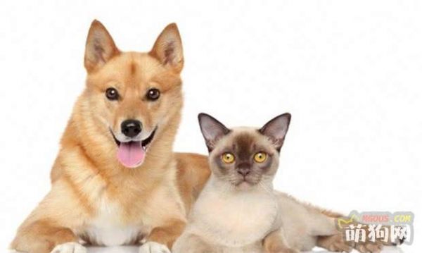 狗狗的日常护理 狗狗的生活日常护理应该怎么做?