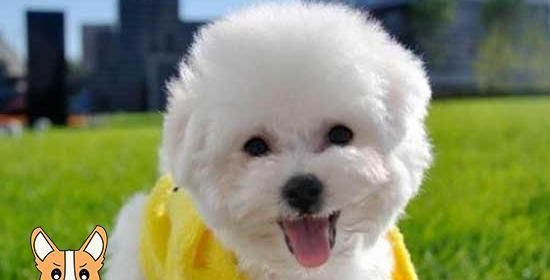 如何应对宠物因惠比特翻肠子所导致的问题(喂养技巧)