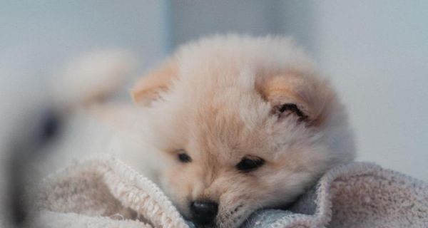 如何应对宠物因惠比特翻肠子所导致的问题(喂养技巧)