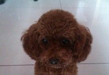 小狗饮食指南——三个多月的营养需求(如何给宠物狗提供健康的饮食?)