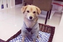 散养狗狗如何防止受凉?(宠物狗狗的健康与幸福离不开这些小技巧!)