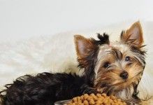 喂狗狗药喂了一半,还有效吗?(宠物的健康需要我们慎重对待)