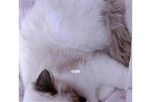 爱抱脸的猫咪——为何它总喜欢舔我的脸?(宠物的亲密表达方式、喵星人的行为诠释、猫咪舔人脸的原因)